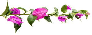 purple bougainvillea