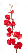 red orchids